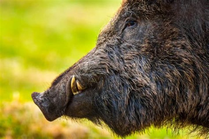 Boar Corps Part 2: Getting to Know the Wild Pig