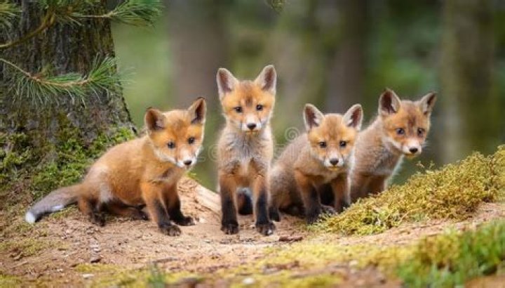 Discovering one fox two babies: A Glimpse into Wild Family Life