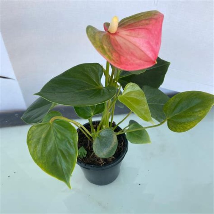 Emma Anthurium: The Tropical Plant and Rising Star Taking the World by Storm