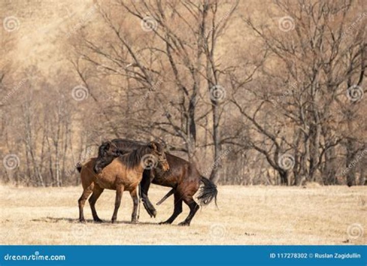 Horse. Mating