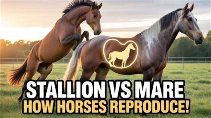 Horses Mating: What Happens When Stallions and Mares Come Together