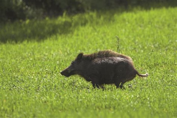 Understanding the Boar Corps Project: Managing Wild Pig Populations